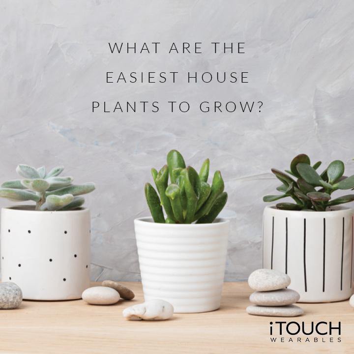 What Are The Easiest House Plants To Grow? - iTOUCH Wearables
