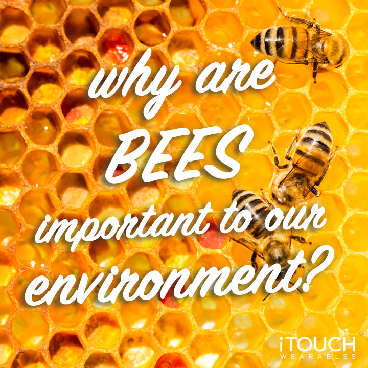 Why Are Bees Important To Our Environment?