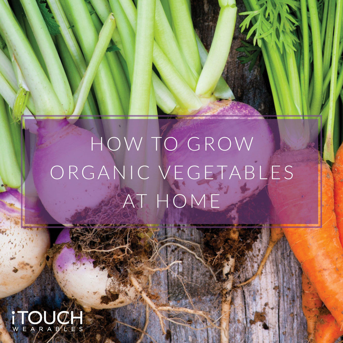 How To Grow Organic Vegetables At Home