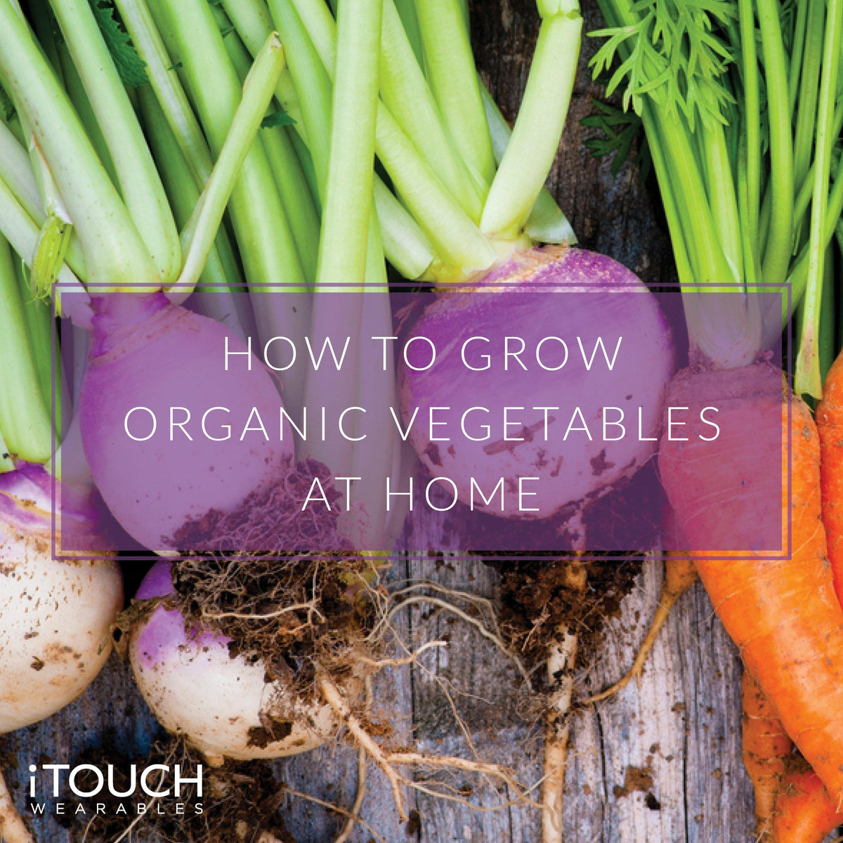 Fresh organic vegetables growing in a home garden, tips for organic gardening success