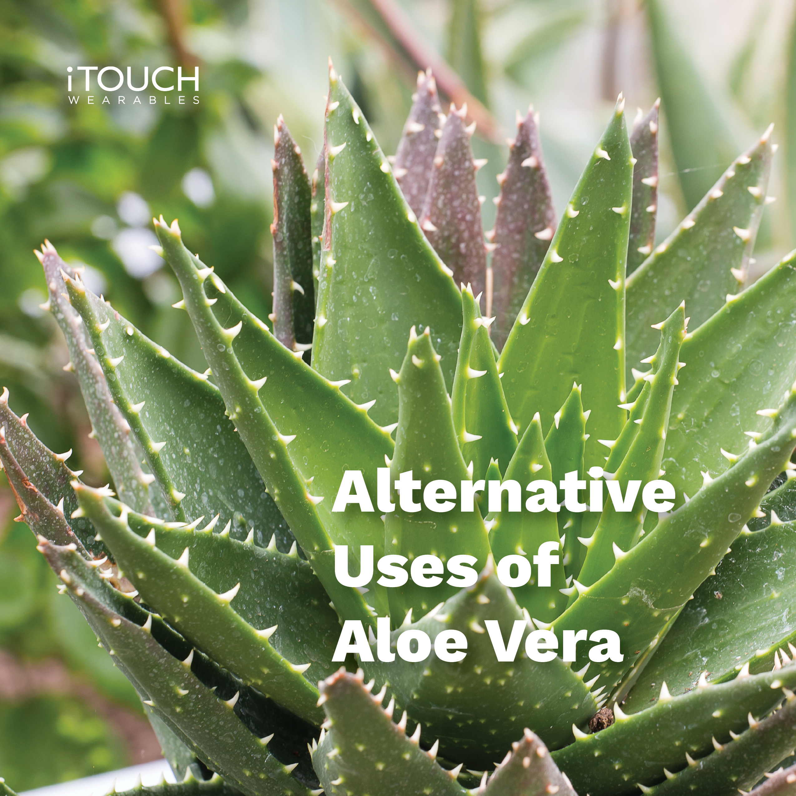 Alternative Uses Of Aloe Vera